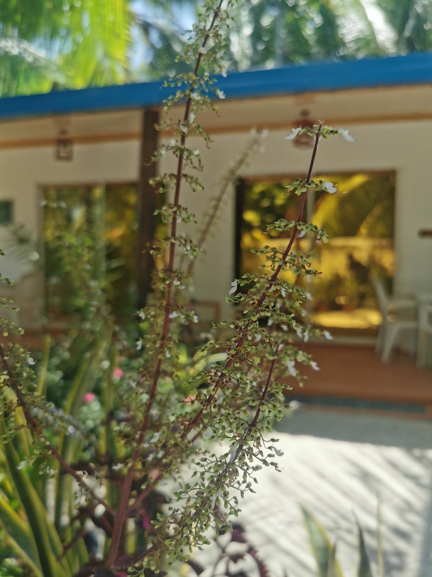 Blue Water Thoddoo Inn חדר תמונה