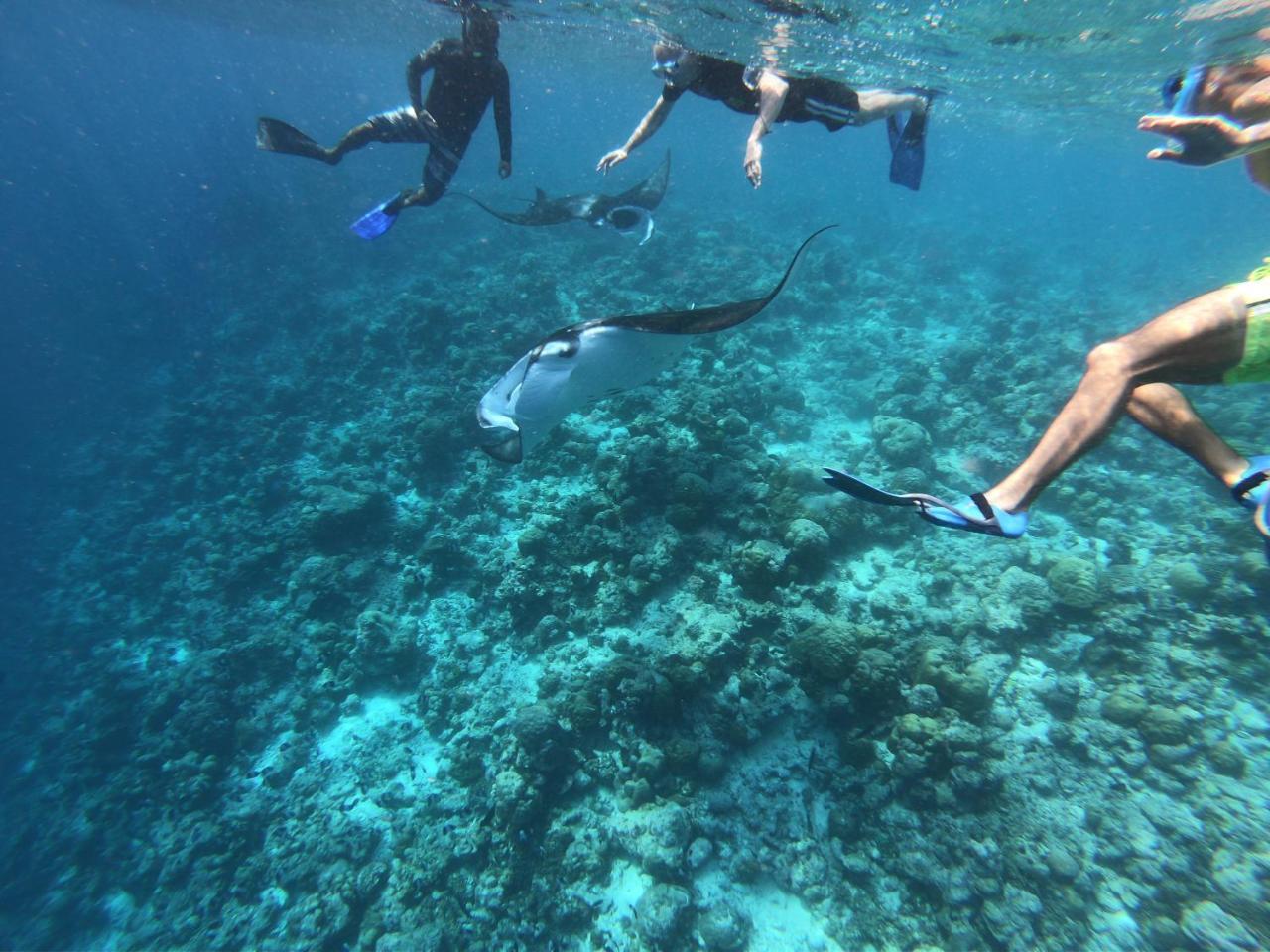 Blue Water Thoddoo Inn מראה חיצוני תמונה